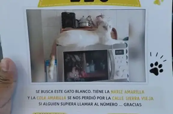 Gato perdido macho, Calle de Ciudad Real, 28, Madrid, Arganzuela — blanco y cola amarilla - photo