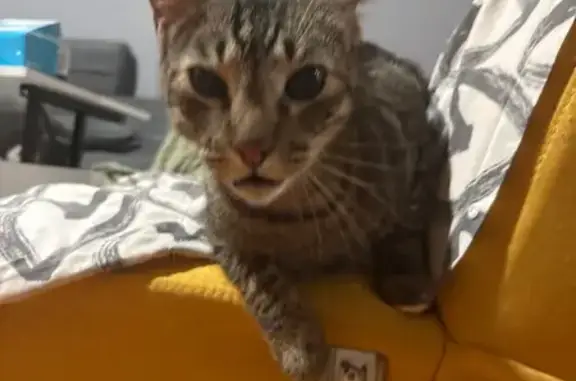 Gato perdido, Avinguda de Barcelona, Tarrasa, Terrassa - photo