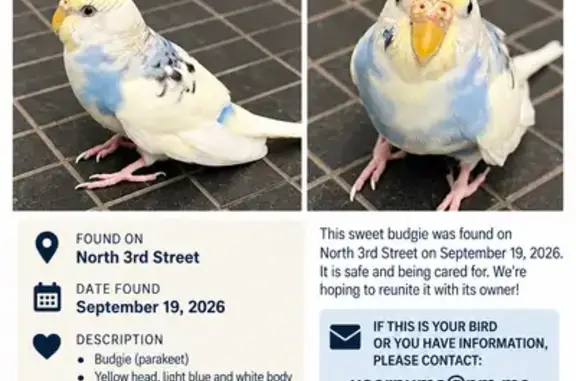 Found pets Brooklyn, photo: Found bird, Kent Avenue, 184, Brooklyn — female parakeet with a yellow head