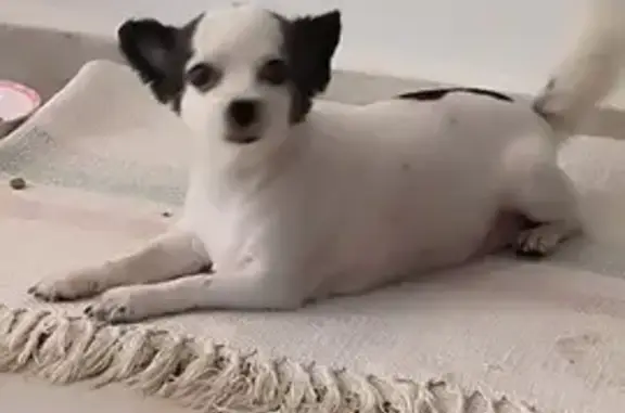 Lost dog, female, Bukit Panjang Ring Road, 435, Singapore, Hougang — small Chihuahua - photo