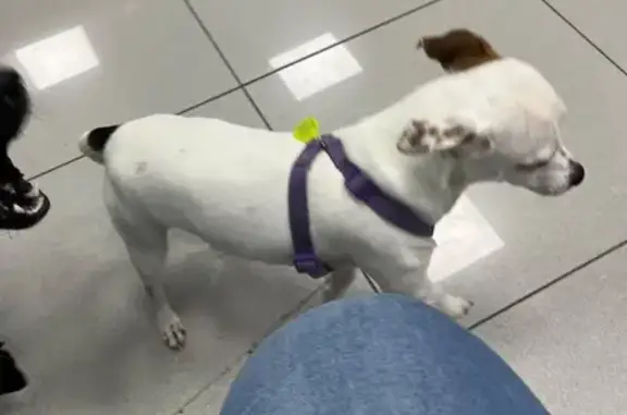 Encontrado perro macho, Calle...