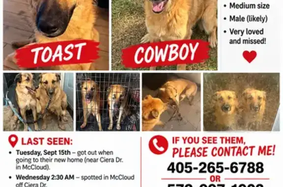Lost dog, McLoud, Oklahoma, Tulsa — male German Shepherd mix - photo