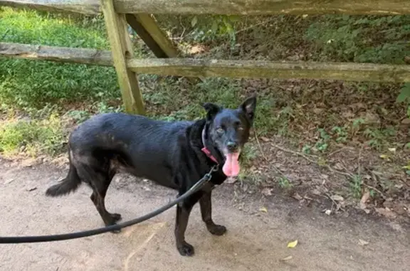 Lost Dog, Beech Down Drive, 3633, Chantilly — black with a white chest - photo