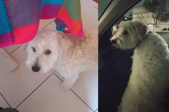 Perdido perro hembra, Avenida Granadas, 41, Ecatepec de Morelos — 4 años y muy miedosa - photo