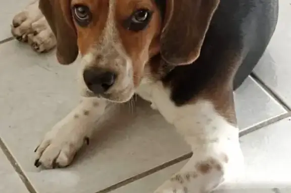 Perro perdido, Vicente Guerrer...