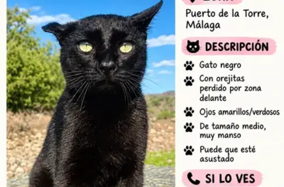 Gato perdido, Calle de Doménico Scarlatti, Malaga — oreja pequeña en un lado - photo