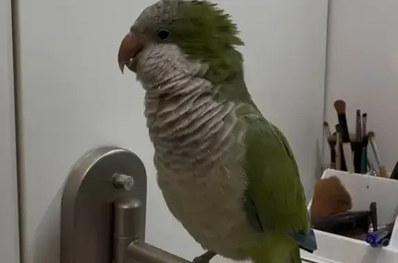 Lost female bird, Southwest 152nd Terrace, 15531, Miami — Quaker parrot cannot find food or water alone - photo