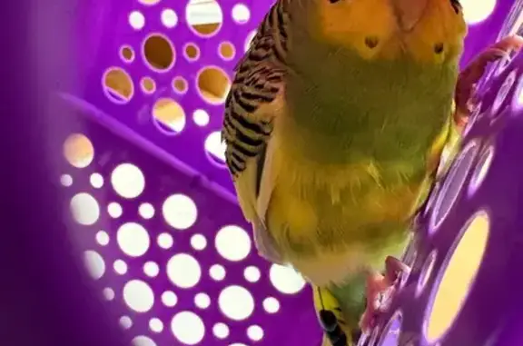 Sweet bird, found on the playground at Washington elementary school, wasn’t scared around kids.