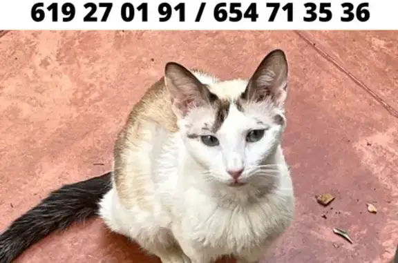 Gatos perdidos, Madrid, foto: Gato perdido, Carretera de la Dehesa de la Villa, Madrid — necesita medicación