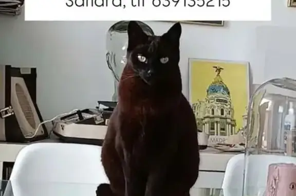 Gato perdido, Calle Viseu, 25, Oviedo, Madrid — hembra negra con ojos verdes - photo