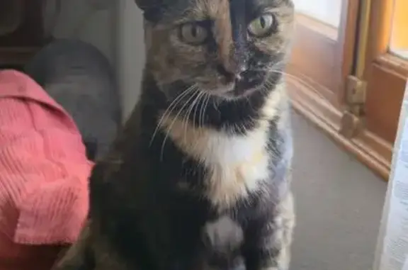 Gato perdido, 24, València, Ciudad Lineal — hembra mayor sin dientes - photo
