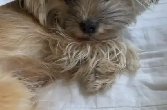 Lost pets Oakland, photo: Lost dog, female, Southeast 96th Avenue, 2162, Portland, Oakland — Yorkie/Shih Tzu mix
