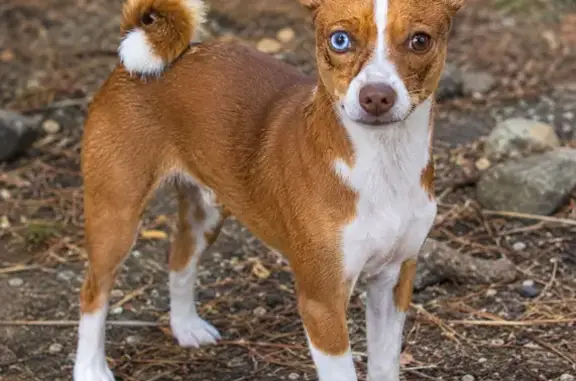 Lost pets Fresno, photo: Lost dog, female, Wingate Circle, 14115, Magalia, Fresno — one blue eye and one brown