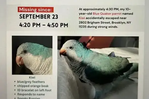 Lost bird, Brigham Street, 2802, Manhattan — male, blue and grey - photo