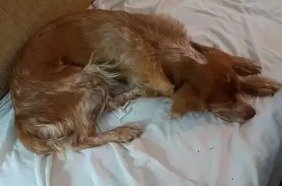 Perro encontrado, Avenida de Sevilla, Los Palacios y Villafranca, Sevilla — hembra Bretón, muy sociable - photo