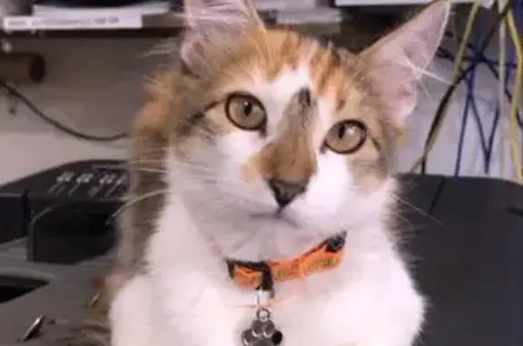 Gato perdido, Rua Rangel Pestana, 1027 — fêmea tricolor, bem peluda - photo