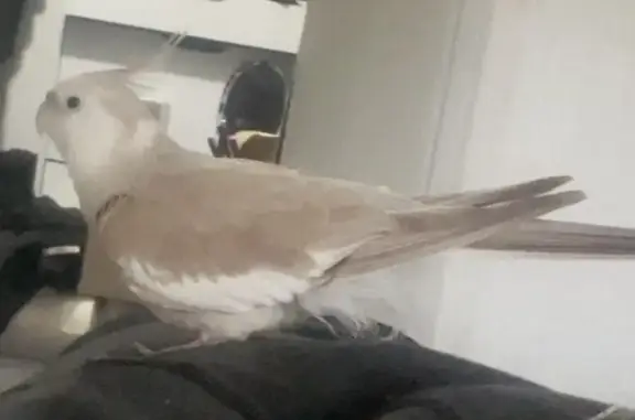 Lost pets Perth, photo: Lost bird, female, Forest Crescent, Gosnells, Perth — responds to a flock call