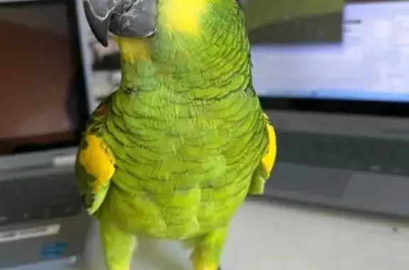 Lost Bird, Laycock Road, 105, Georges River Council — male, green body and red wing - photo