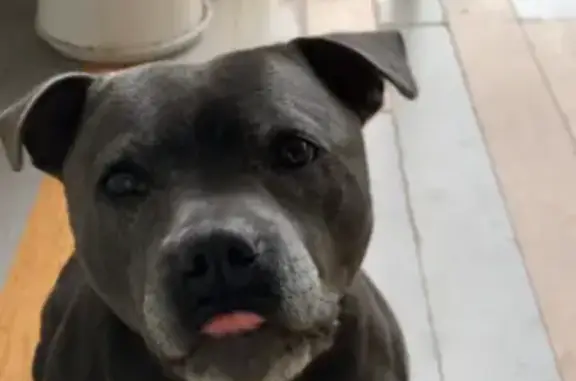 Lost pets Melbourne, photo: Lost dog, female, Hinkler Street, Maribyrnong City, Melbourne — responds to Winnie