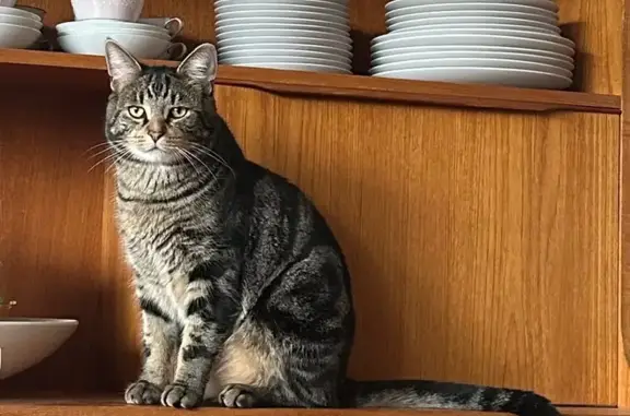 Lost pets Adelaide, photo: Lost cat, Cashel Street, 48, Mitcham, Adelaide — male tabby