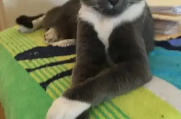 Missing cat Male, Riverside (u...