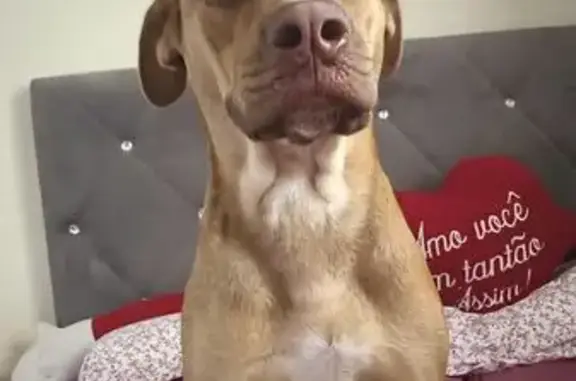 Cachorro perdido Fêmea (brl003514) - photo