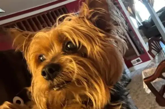 Missing dog Chicago, photo: Missing dog Male, Chicago (usl547454)