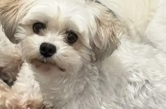 Lost and found pets USA, photo: Lost dog, Lees Corner Road, 4113, Chantilly — female, 10 years old