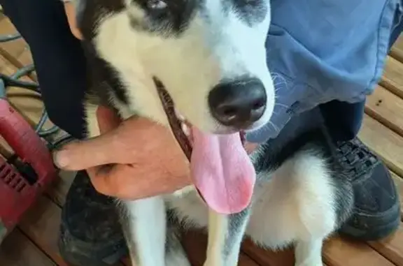 Found pets Reading, photo: Found female dog, West Greenwich Street, Reading — bicolor eyes