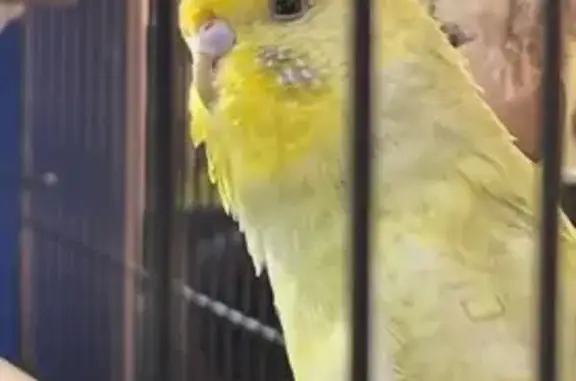 Lost pets Melbourne, photo: Lost bird, Yallambie Road, 209, Banyule, Melbourne — female, yellow head and blue colouring