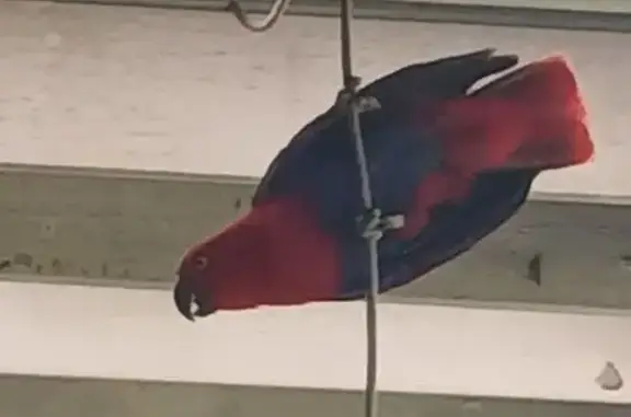 Found bird, City of Moreton Ba...
