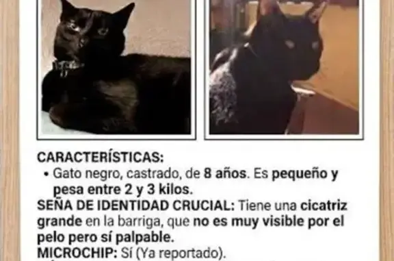 Gato perdido macho, Carrer de Baldomer Girona, 9, Barcelona, Horta — manso y muy cariñoso - photo