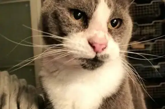 Lost cat, Washington Street, 9, West Torrens, Adelaide — small grey and white female with a pink nose - photo
