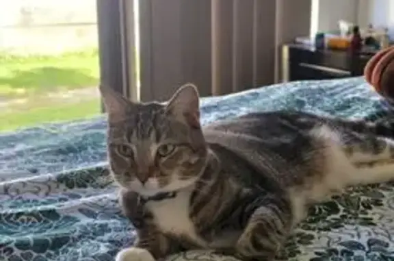 Missing cat Brisbane, photo: Lost cat, Blacktown, New South Wales, Brisbane — female, pink collar