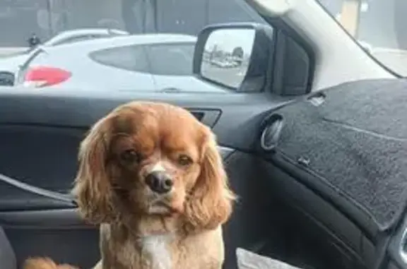 Lost dog, McDonalds Drain Road East, 1020, Cardinia, Melbourne — male Ruby King Charles Cavalier, 5 years old - photo