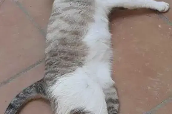 Gato perdido, Carretera Pinar de los Franceses, Chiclana de la Frontera — macho, ojos azules y pelaje blanco y gris - photo