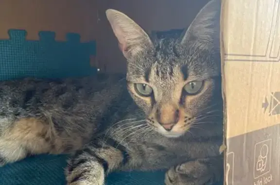 Gato encontrado, Carrer del Cà...
