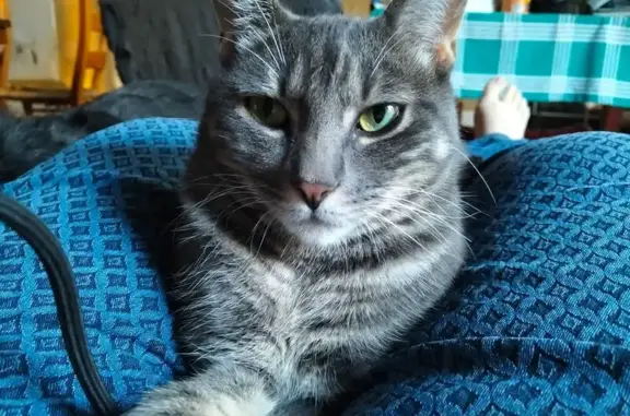Gato perdido, Calle Doctrina, Jerez de la Frontera, Pozuelo de Alarcón — atigrado y con microchip - photo
