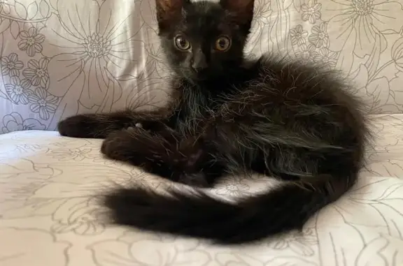 Gato perdido, Calle la Palma, 1, Andújar — hembra de 3 meses - photo