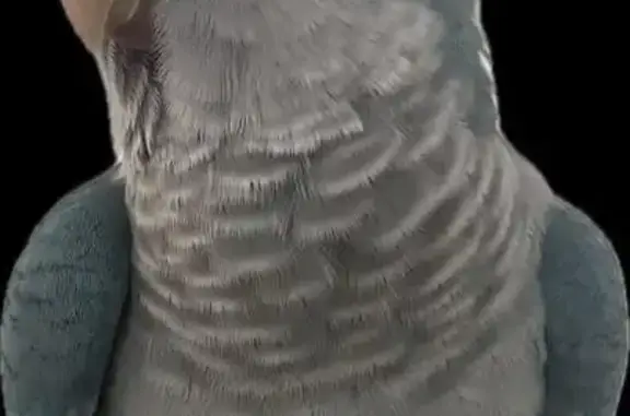 Lost bird, Kokoda Street, 20, Ryde, Chatswood — female blue Quaker parrot - photo