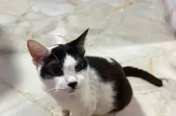 Lost female cat, Saint George's Road, Hougang — small and timid - photo