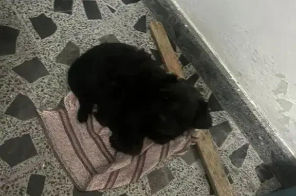 Perro perdido, hembra, Cenzont...