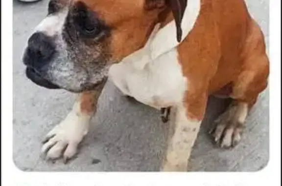 Perro perdido, hembra, Calle Moneda, 229, Ciudad Nezahualcóyotl — miedo a los cuetes - photo