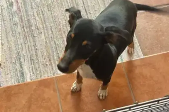 Perro encontrado Macho, Sevill...