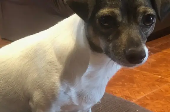 Missing dog Male, Dallas (usl547511) - photo