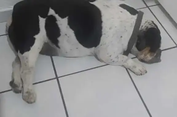 Perro encontrado Guadalajara, foto: Perro encontrado Hembra, Guadalajara (mxf489930)