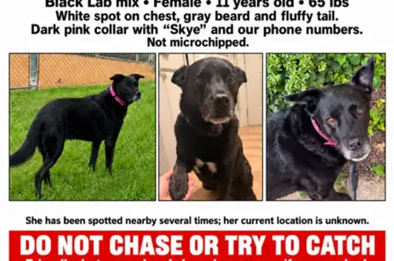 Missing dog Female, Charlotte (usl547515) - photo