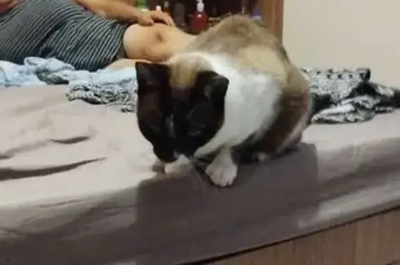 Gato desaparecido Fêmea (brl003516) - photo
