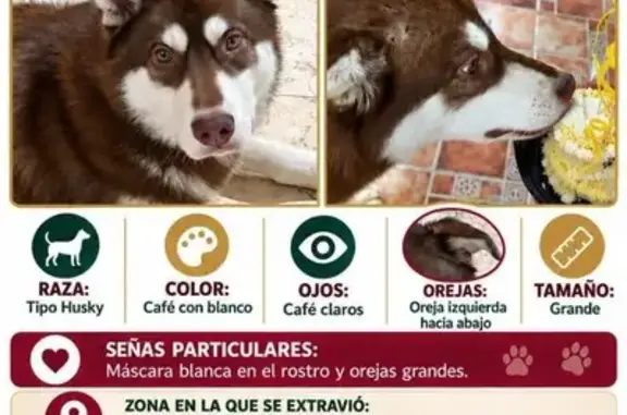 Perro perdido Macho, Ecatepec de Morelos (mxl489931) - photo