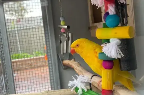 Lost pets Sydney, photo: Lost bird Male, Sydney (al497504)